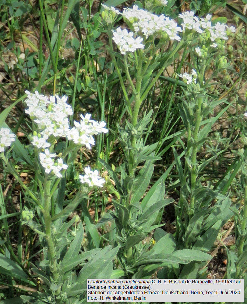 Fotokatalog Ausgew hlter R sselk fer Der Pal arktischen Region Fotokatalog Ausgew hlter R sselk fer Der Pal arktischen Region