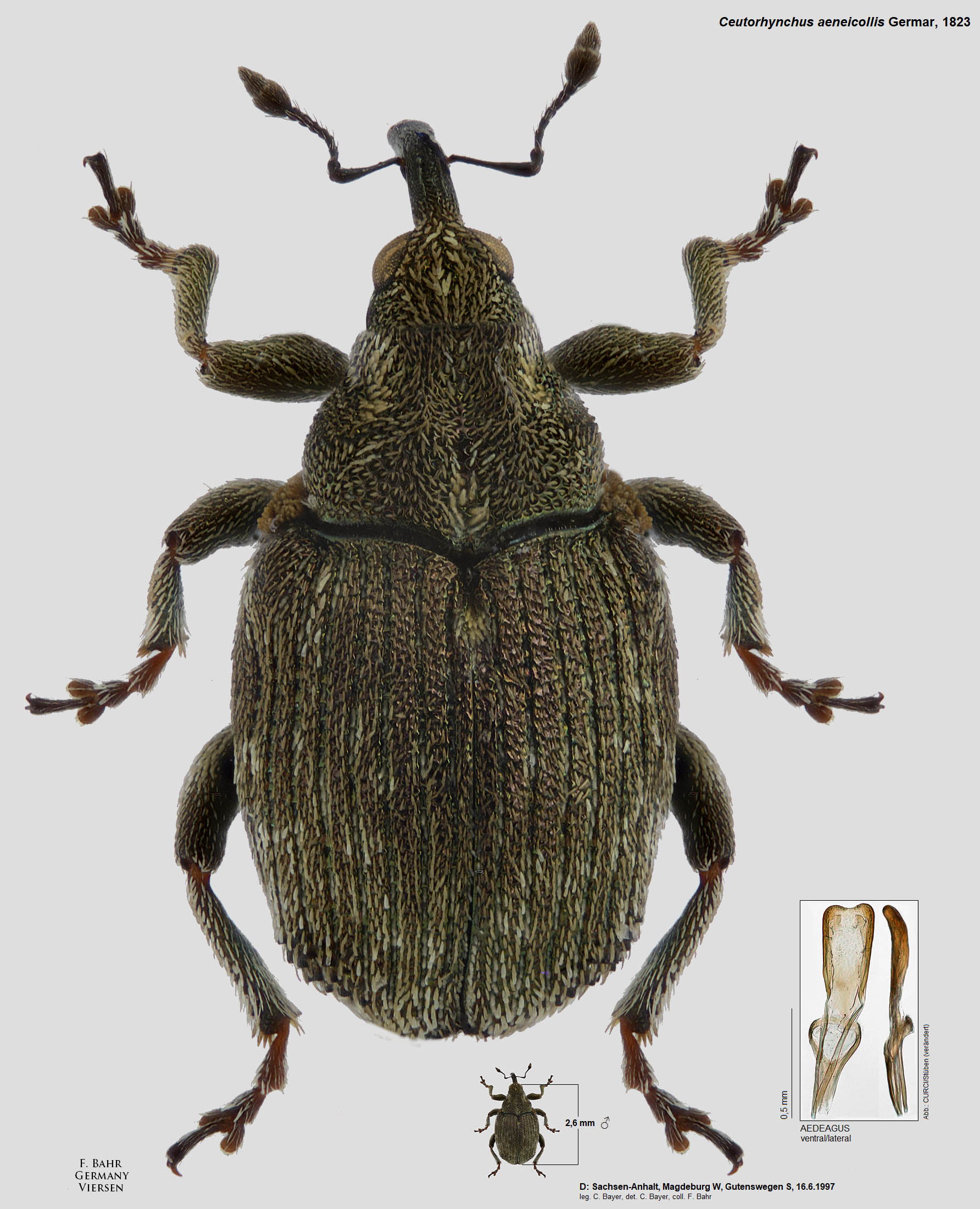 Fotokatalog Ausgew hlter R sselk fer Der Pal arktischen Region Fotokatalog Ausgew hlter R sselk fer Der Pal arktischen Region