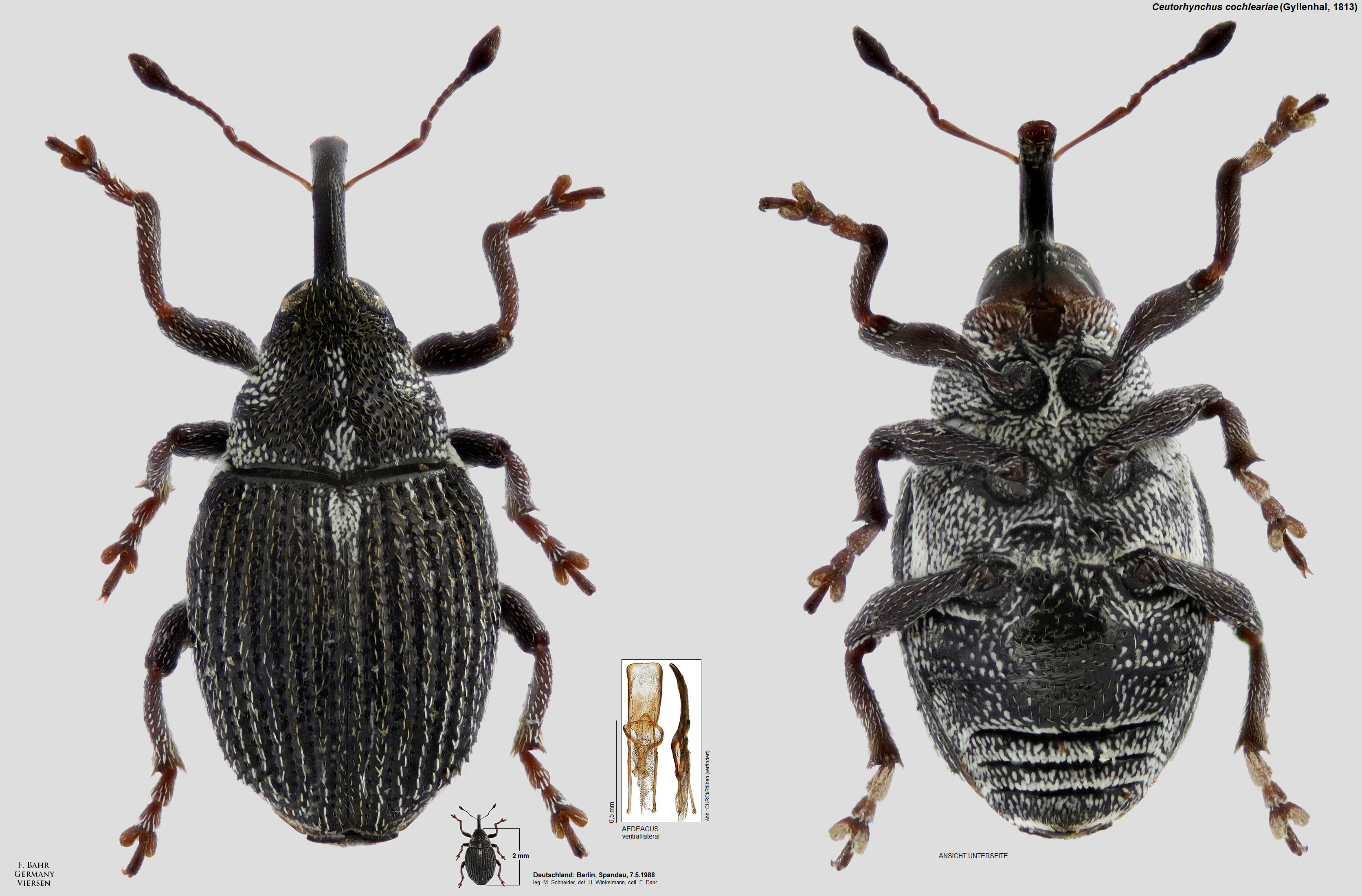 Fotokatalog Ausgew hlter R sselk fer Der Pal arktischen Region Fotokatalog Ausgew hlter R sselk fer Der Pal arktischen Region