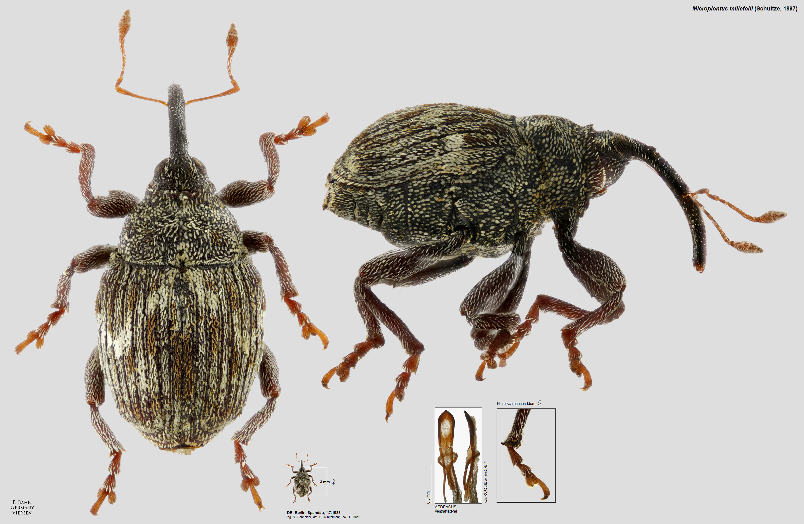 Fotokatalog Ausgew hlter R sselk fer Der Pal arktischen Region Fotokatalog Ausgew hlter R sselk fer Der Pal arktischen Region