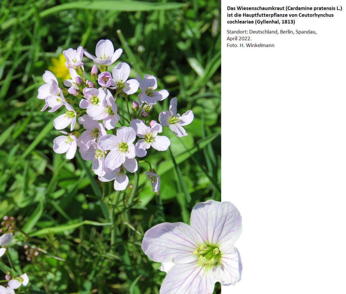 Fotokatalog Ausgew hlter R sselk fer Der Pal arktischen Region Fotokatalog Ausgew hlter R sselk fer Der Pal arktischen Region