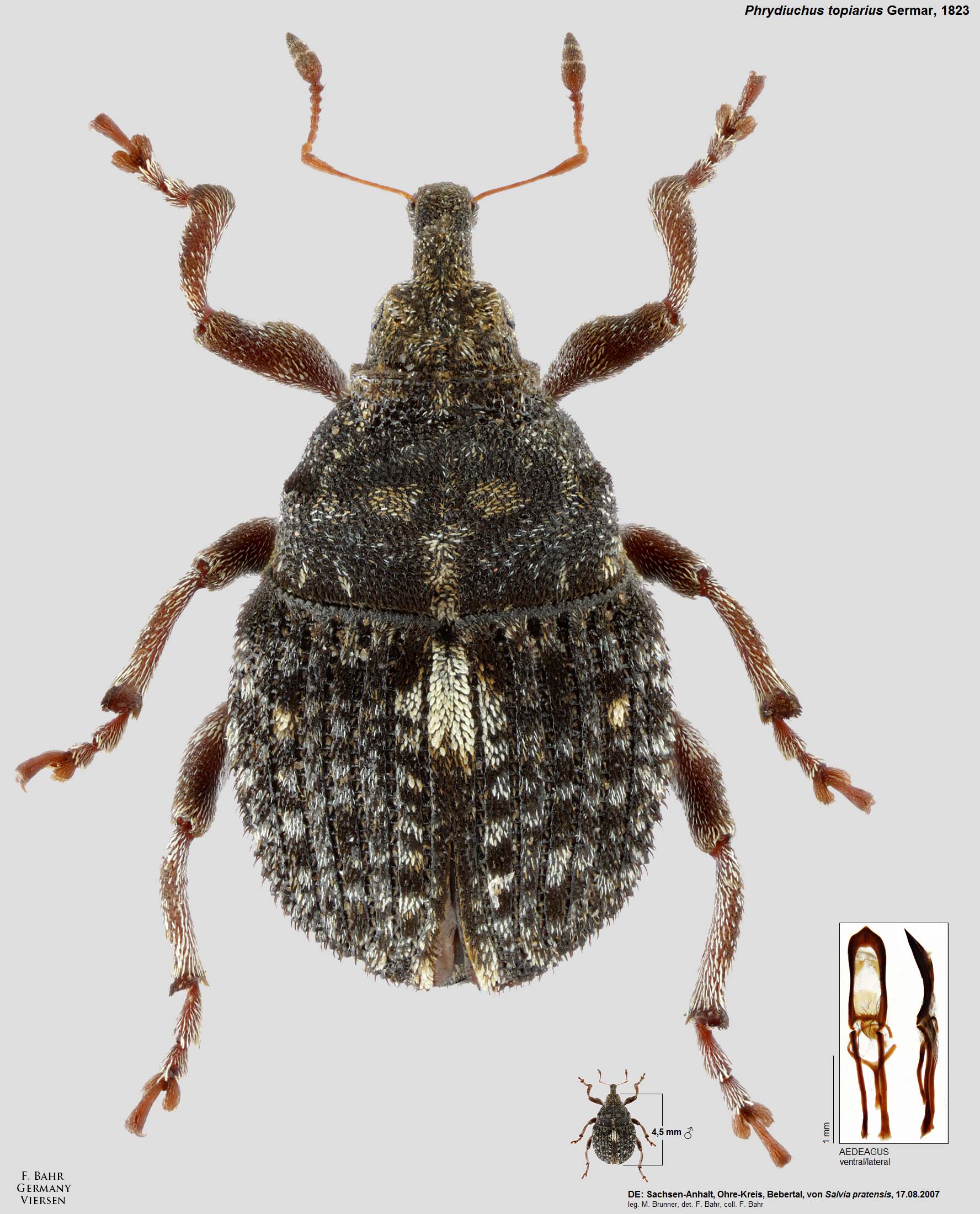 Fotokatalog Ausgew hlter R sselk fer Der Pal arktischen Region Fotokatalog Ausgew hlter R sselk fer Der Pal arktischen Region