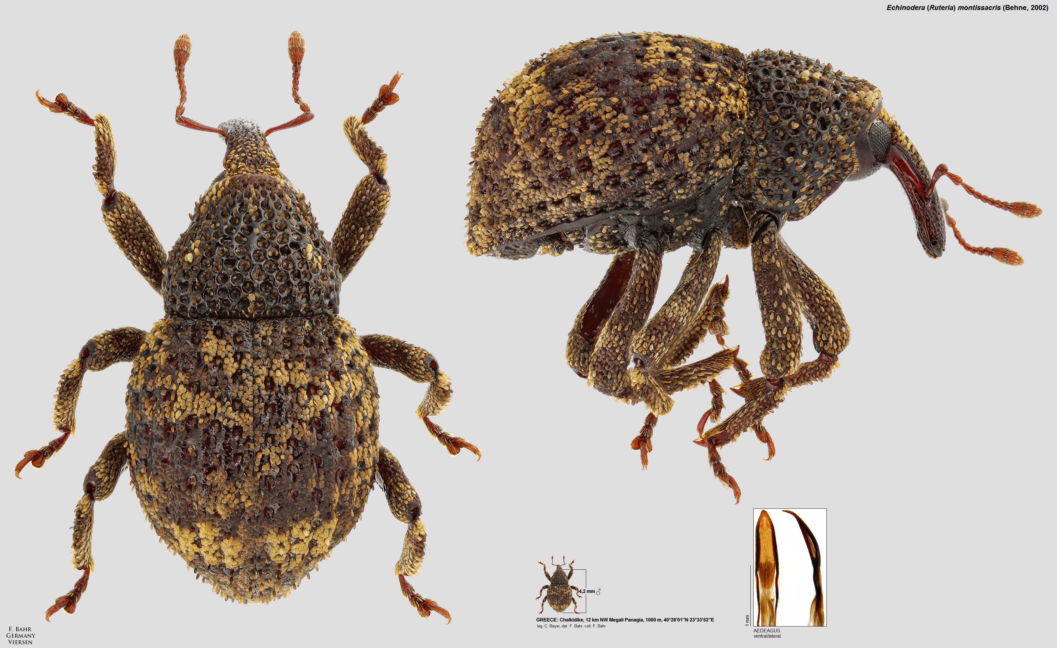 Catalog of selected weevils of the palearctic region