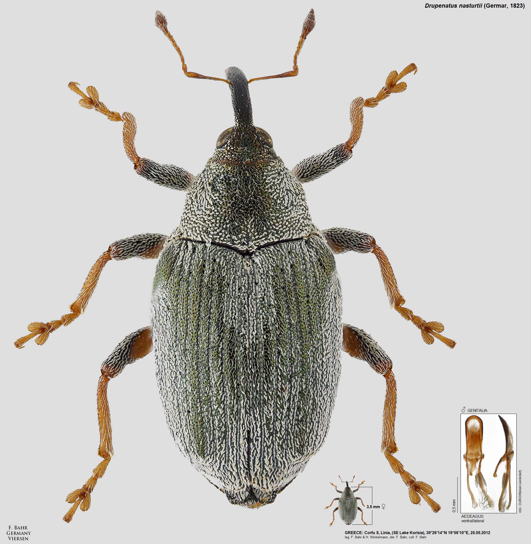 Fotokatalog Ausgew hlter R sselk fer Der Pal arktischen Region Fotokatalog Ausgew hlter R sselk fer Der Pal arktischen Region