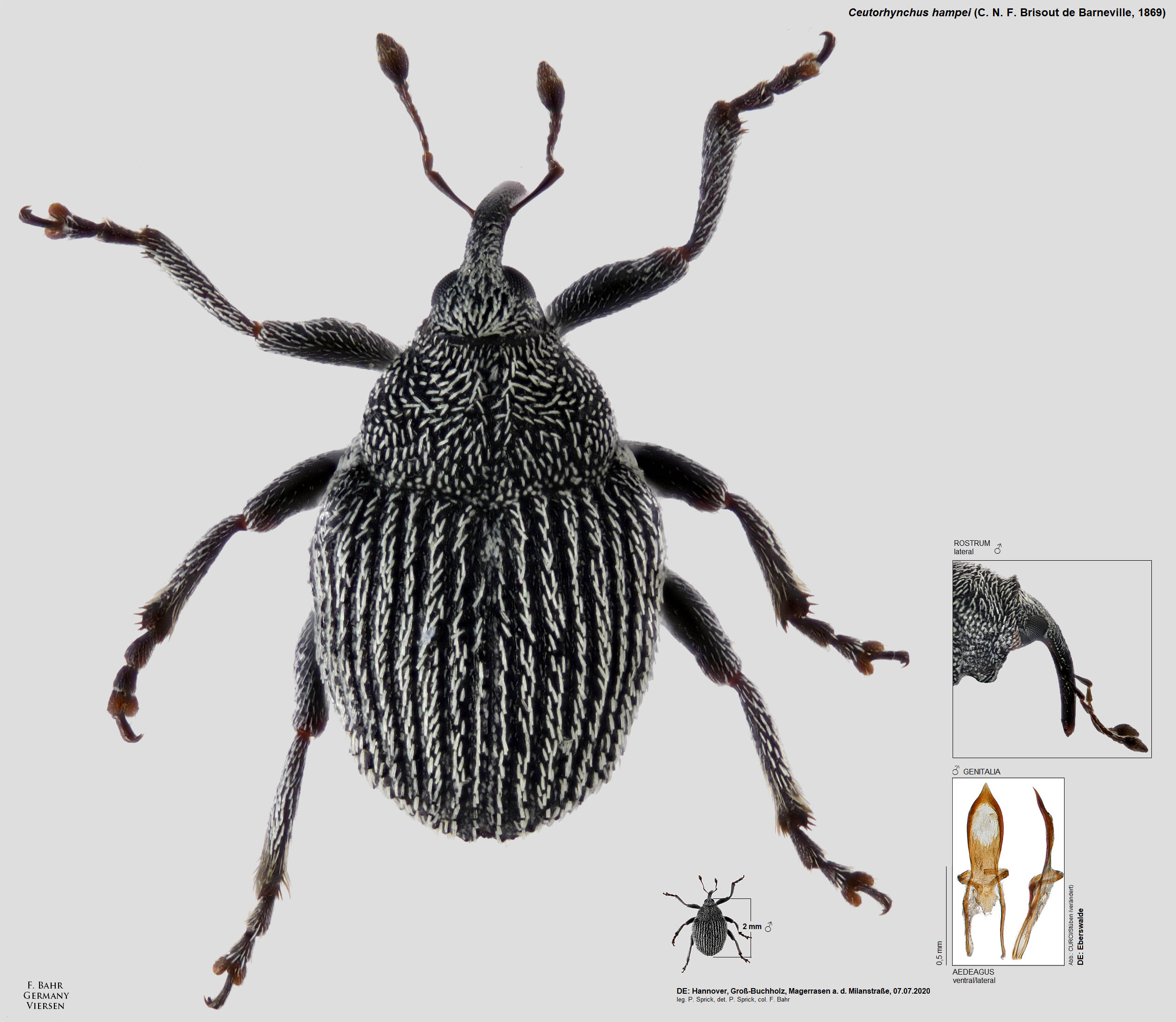 Fotokatalog Ausgew hlter R sselk fer Der Pal arktischen Region Fotokatalog Ausgew hlter R sselk fer Der Pal arktischen Region